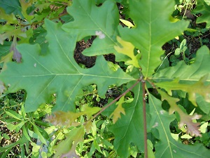 quercus lyrata ( chene a feuilles de lyrees )